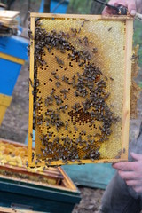 Apiculture, healthy products, organic food, honey, honeycomb, frame with bees, bee hive