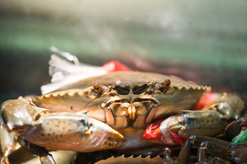Sea crabs lay eggs