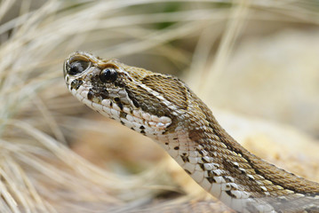 Russell's viper ( Daboia russelii ),venomous snake living in South Asia.