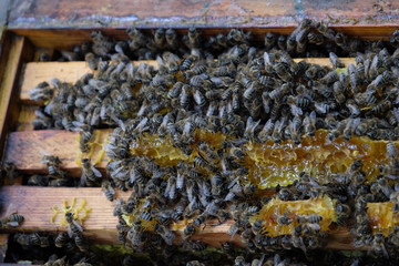 Apiculture, healthy products, organic food, honey, honeycomb, frame with bees, bee hive