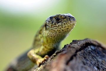 Sand Lizard (Lacerta agilis) close up on a tree.