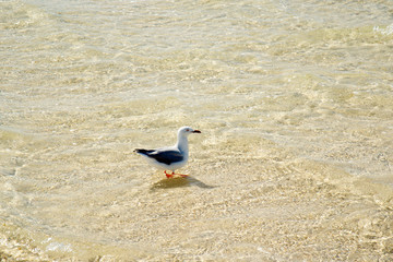 ニューカレドニア、メートルアイランドのアジサシ