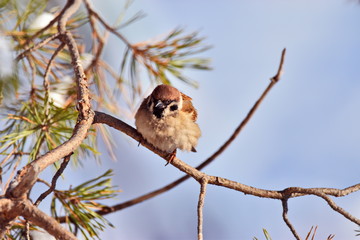  winter sparrow