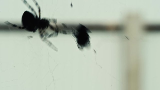 Spider wraps fly caught in silk web and suck out its insides. Predator and prey. Amazing wild animals. Close up.