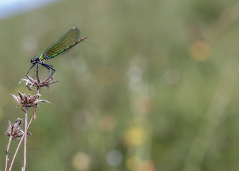 Gebänderte Prachtlibelle
