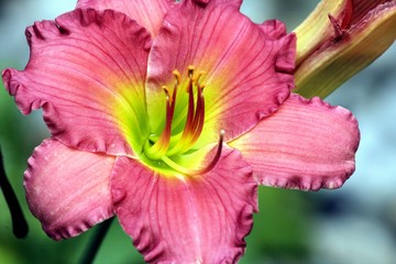 closeup of pink flower