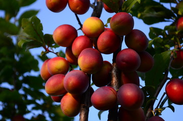 ripening yellow-pink plums on a tree branch