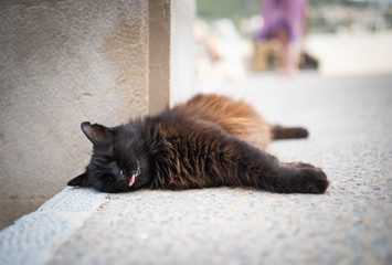 Mallorca 2019: black domestic longhair stray cat with ear notch lying on side outdoors on concrete...