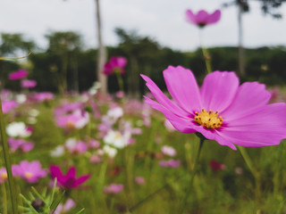 Obraz premium flowers pink