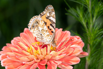 Painted Lady or Cosmopolitan butterfly - Vanessa cardui - resting on a blossom