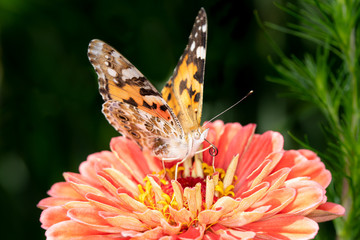 Painted Lady or Cosmopolitan butterfly - Vanessa cardui - resting on a blossom