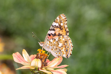Painted Lady or Cosmopolitan butterfly - Vanessa cardui - resting on a blossom