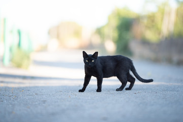 Mallorca 2019: side view of a black stray cat with ear notch walking crossing the street looking at...