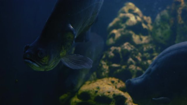 Close-up,Notopterus chitala fish Swim in Aquarium with Other Exotic Fish