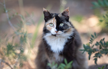 Mallorca 2019: Portrait of a beautiful Tortoiseshell Stray cat with ear notch in the forest of Cala Gat, Majorca looking at camera