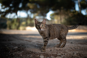 Mallorca 2019: side view of a  tabby stray cat with ear notch looking at camera next to the forest of Cala Gat, Majorca on a sunny summer evening