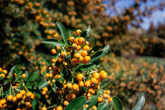 Sea-buckthorn (hippophae rhamnoides) with very healthy orange fruits improtant for better nutrition