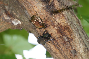 カエデの樹液を吸うハナムグリとコクワガタの雌