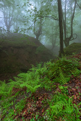 Belaustegi beech forest, Gorbea Natural Park, Vizcaya, Spain