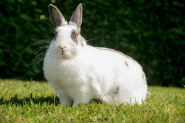 lapin nain
