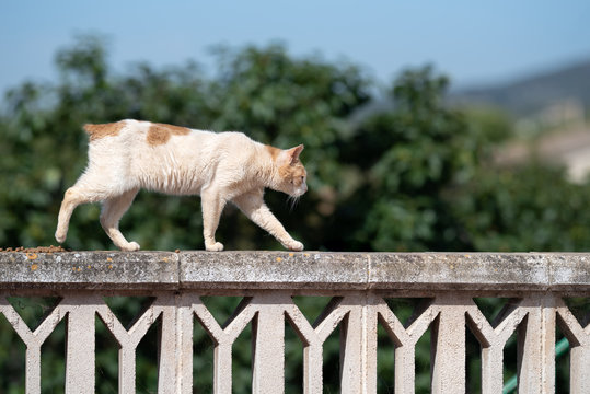 Mallorca 2019: side view of a rescued cat without tail walking on the edge of a balcony in majorca, spain