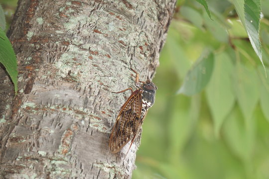 32 Best 蝉取り Images Stock Photos Vectors Adobe Stock