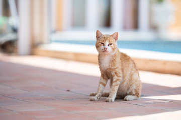 Mallorca 2019: dirty and shy sick white ginger cat with the flu disease, purulent nose and eye infection looking at camera with discharge from eyes and nose