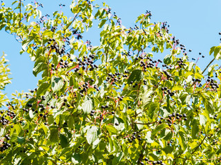 Cornus sanguinea | Branches of Bloody dogwood or European dogwood with black berries in sommer   
