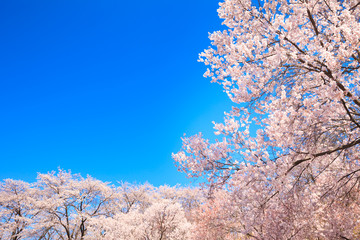 サクラと青空