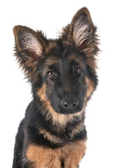 puppy german shepherd