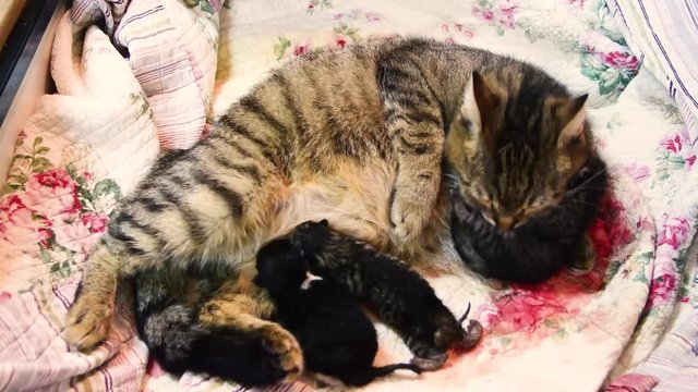 A cat is giving birth to new babies