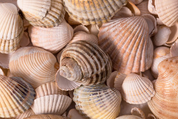 Background of collection of various sea shells , close up