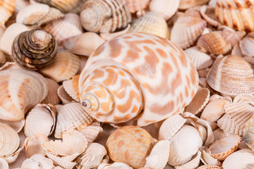 Background of collection of various sea shells , close up