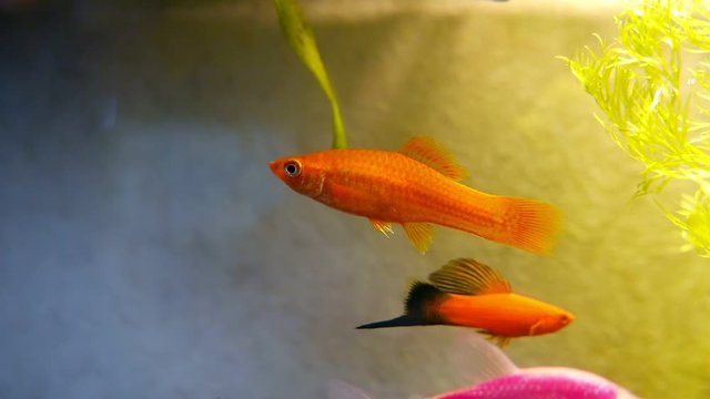Red swordtail fish in a home aquarium