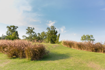 Wide angle, green meadow, sky background