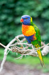 oiseau Loris