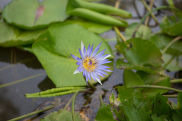 beautiful lotus flower in pond