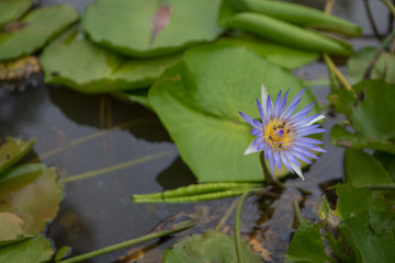 beautiful lotus flower in pond