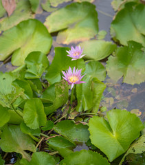 beautiful lotus flower in pond