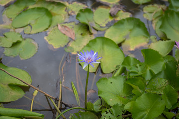 beautiful lotus flower in pond