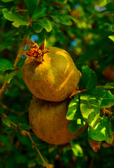  pomegranate fruits on pomegranate tree