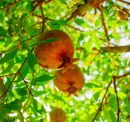  pomegranate fruits on pomegranate tree