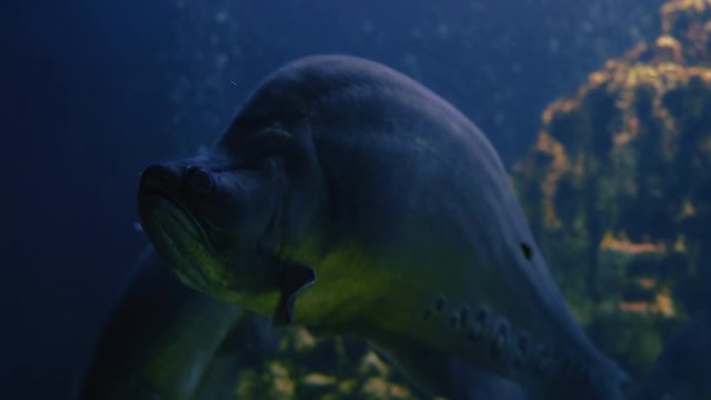 Close-up,Notopterus chitala fish Swim in Aquarium with Other Exotic Fish