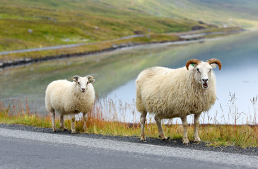 Photo of Icelandic sheep crossing a road, Iceland, Europe.