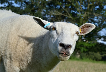 Tête de mouton tondu