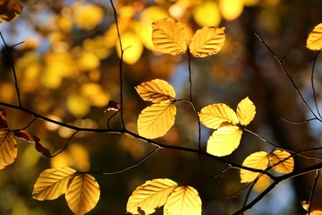 Autumn leaves. Golden autumn  leaves on a  forest background. Autumn nature plant background.