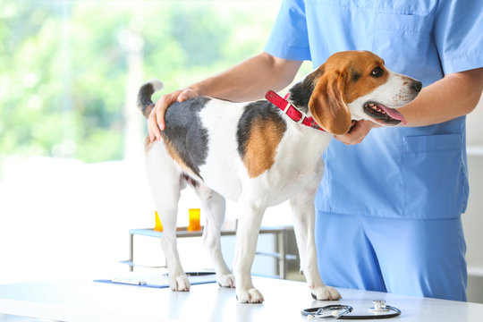 Veterinarian examining cute dog in clinic