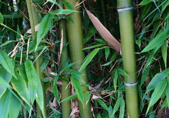Obraz premium Evergreen Bambusa plants with golden bamboo stem and green leaves close up. Also known as Common bamboo.