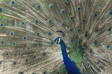 Fototapeta premium India peacock with tail feathers spread,elegance body,beautiful pet,god animal,male sex