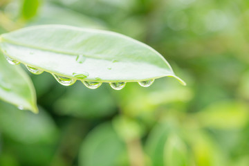 Closeup green leaf nature with bokeh and droplet after raining on blurred background with copy...